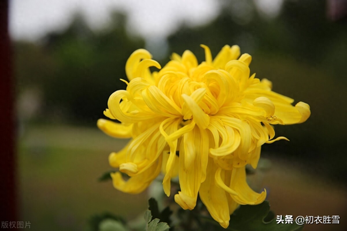 菊花唯美诗词有哪些（菊花唯美古诗五首）