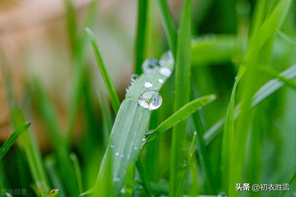 寒露唯美诗词有哪些（寒露节气美诗六首）