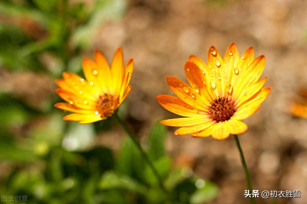 风雨重阳唯美诗词五首（满城风雨作重阳，篱菊滋滋湿更香）