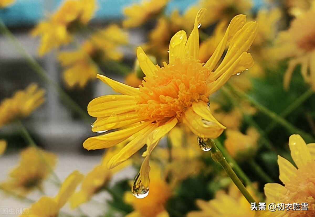 风雨重阳唯美诗词五首（满城风雨作重阳，篱菊滋滋湿更香）