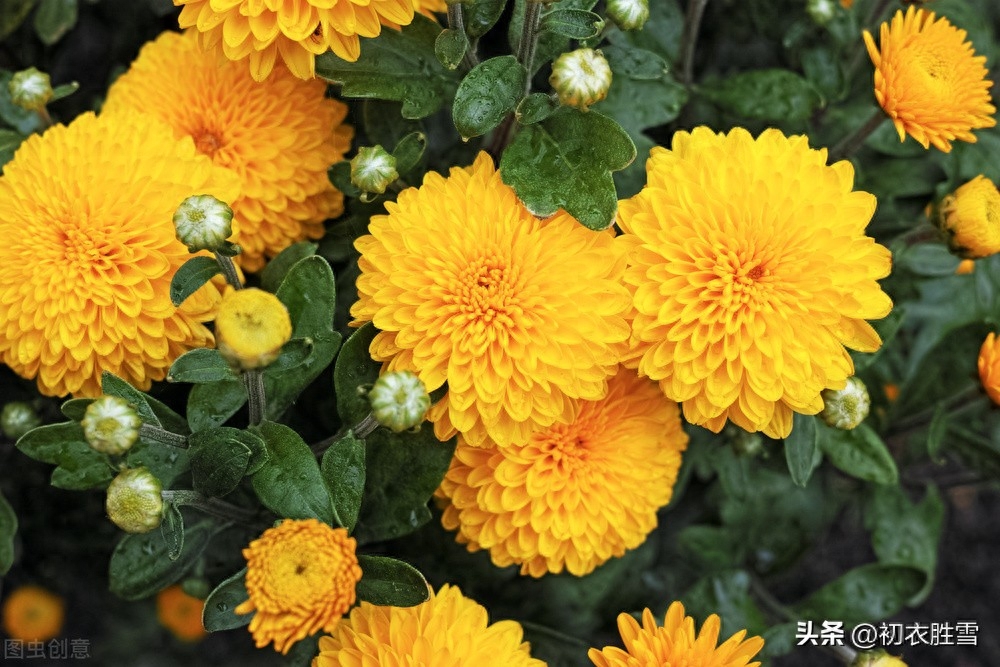 风雨重阳唯美诗词五首（满城风雨作重阳，篱菊滋滋湿更香）