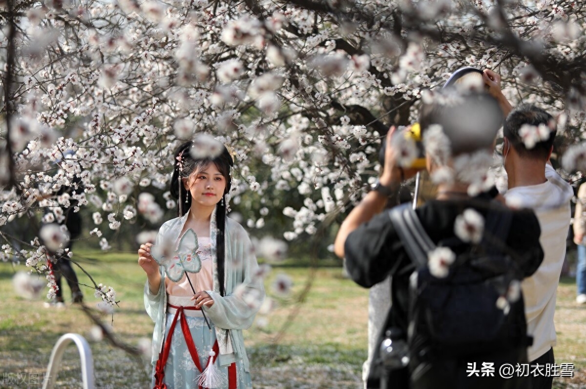 大气杏花唯美诗词七首（原陵五树杏，映日杏花明）