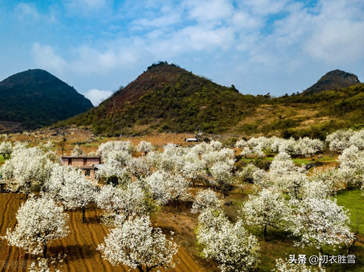 植树节赏读六首种树经典古诗（家家春近栽杨柳，一树新栽益四邻）