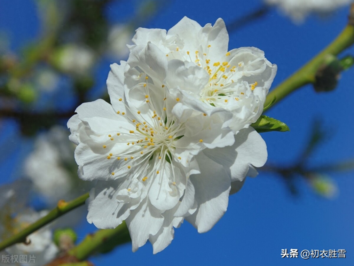 碧桃花唯美古诗六首赏析（灵风正满碧桃枝，碧桃花下月如烟）