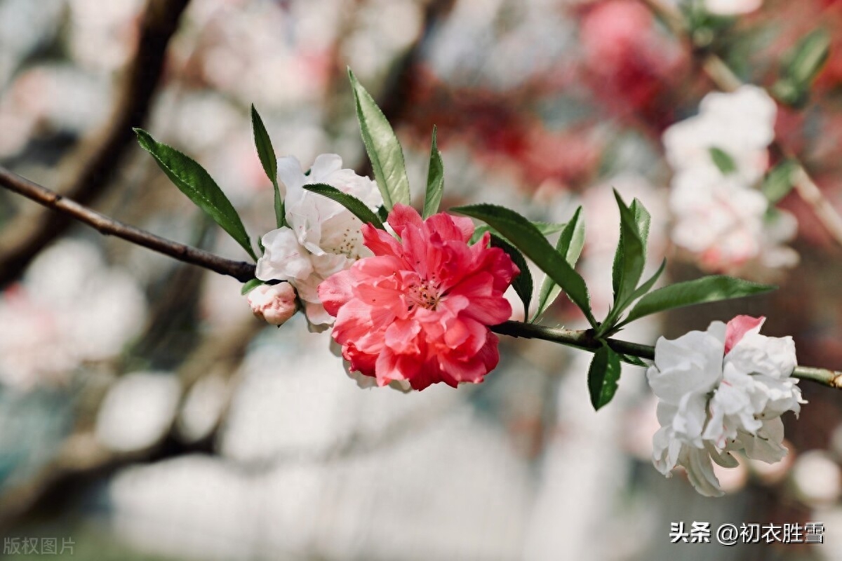 碧桃花唯美古诗六首赏析（灵风正满碧桃枝，碧桃花下月如烟）