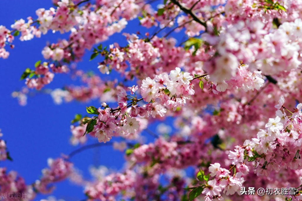 仲春二月花优美古诗六首（二月花堪爱，全开未落时）