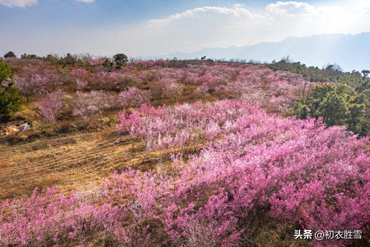 仲春二月花优美古诗六首（二月花堪爱，全开未落时）