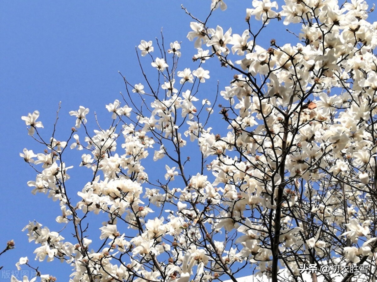 仲春二月花优美古诗六首（二月花堪爱，全开未落时）