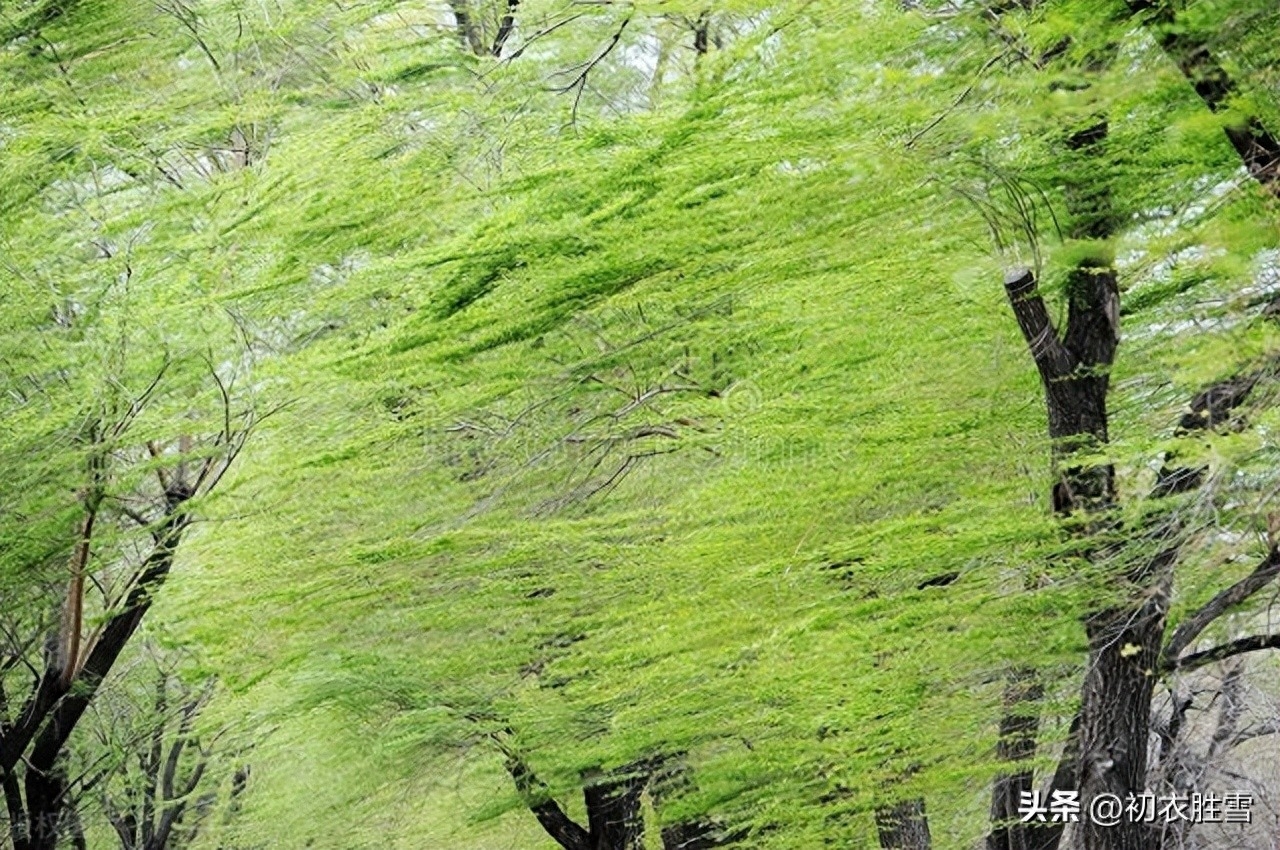 仲春二月杨柳优美古诗六首（二月春风杨柳青，杨柳春风二月时）