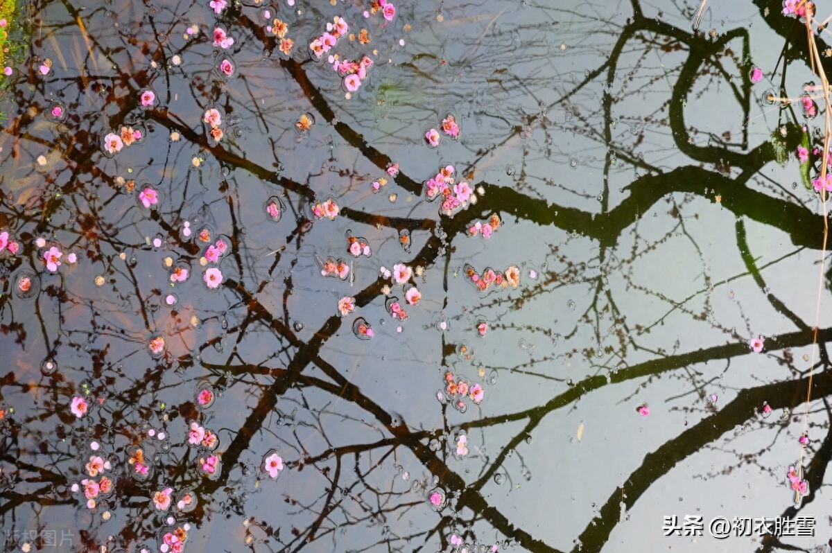 清新落梅诗词七首鉴赏（夜落梅花应满路，半落梅花婉娩香）