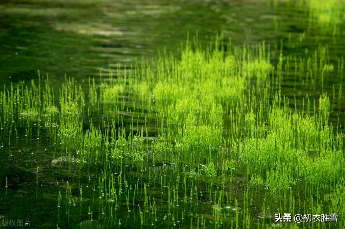 春草萌生美诗六首（山山春草满，何处不相思）