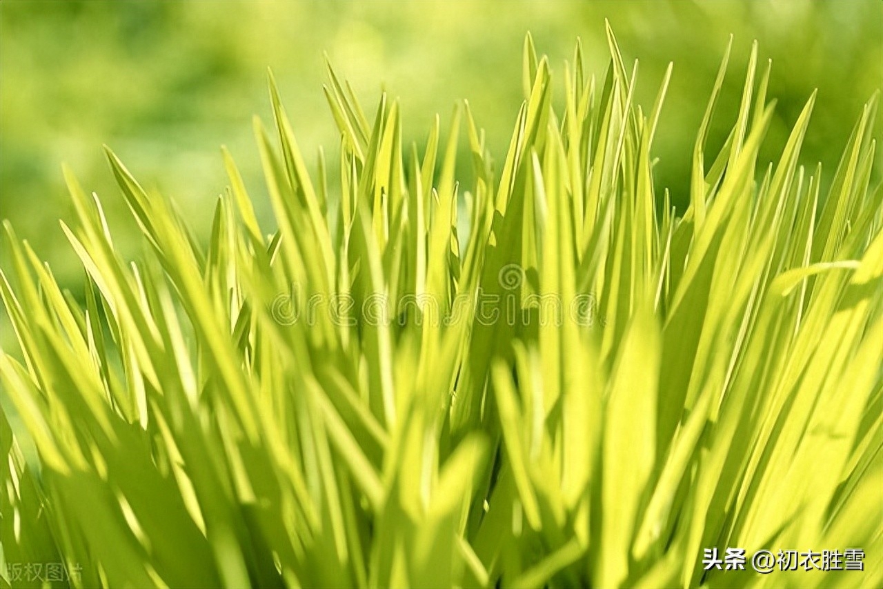 春草萌生美诗六首（山山春草满，何处不相思）