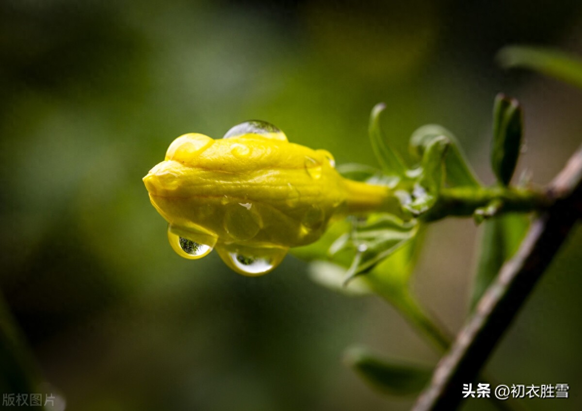 春雨春寒古诗七首鉴赏（春寒独自煮春茶，春雨春寒总欠诗）