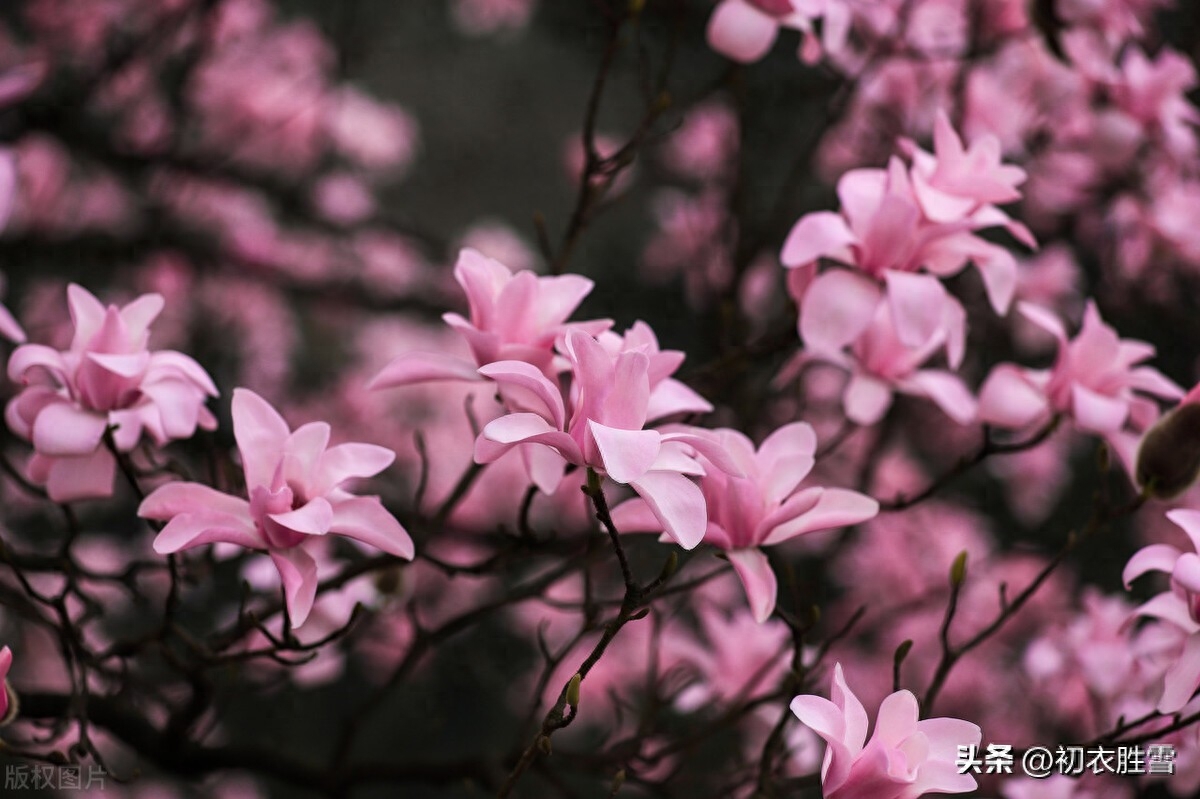 仲春辛夷美诗七首赏析（试问春风何处好，辛夷如雪柘冈西）