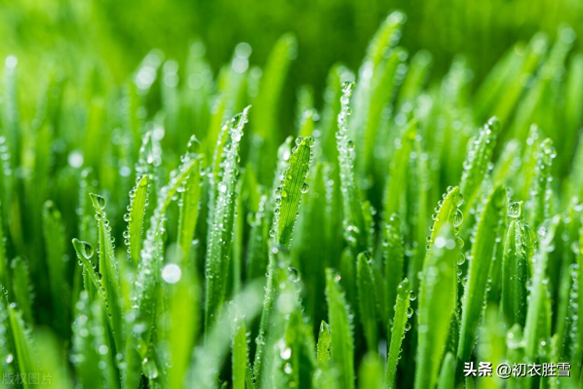 二月二日古诗八首赏析（二月二日天作雨，要占二月二朝晴）