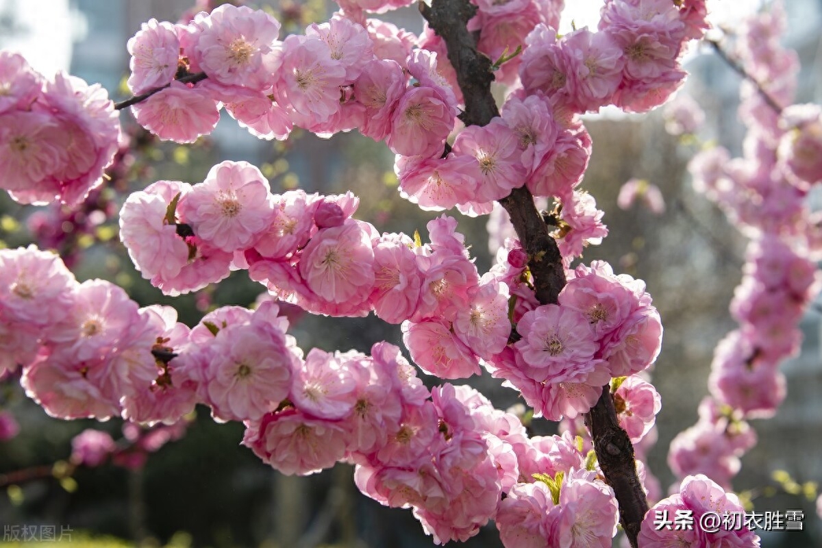 烂漫晴梅古诗六首鉴赏（枝上繁花乱成雪，故著繁花媚远天）