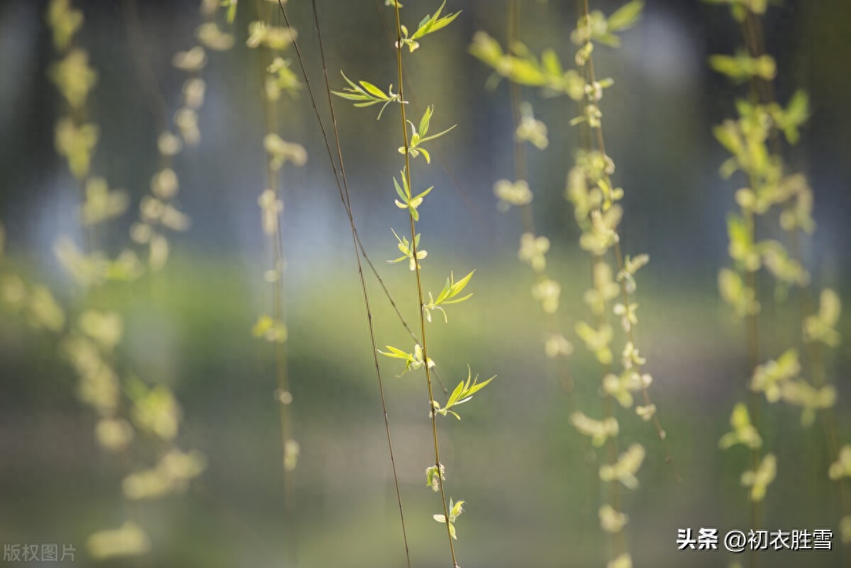 早春清新黄柳诗词七首（只是柳丝黄可爱，东风新染柳丝黄）