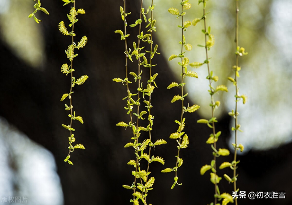 早春清新黄柳诗词七首（只是柳丝黄可爱，东风新染柳丝黄）