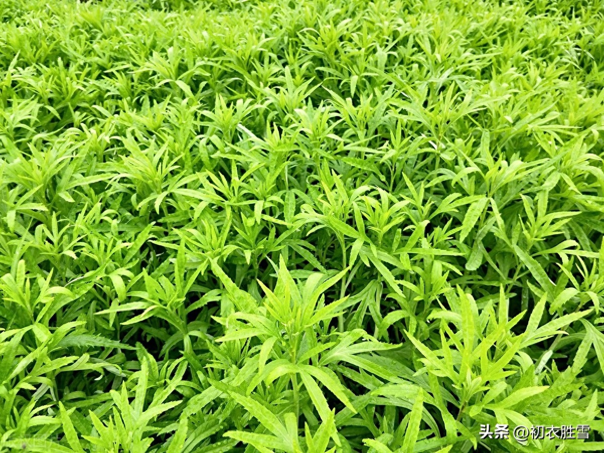 早春野菜藜蒿古诗七首（蒌蒿满地芦芽短，溟濛烟雨掐蒌蒿）