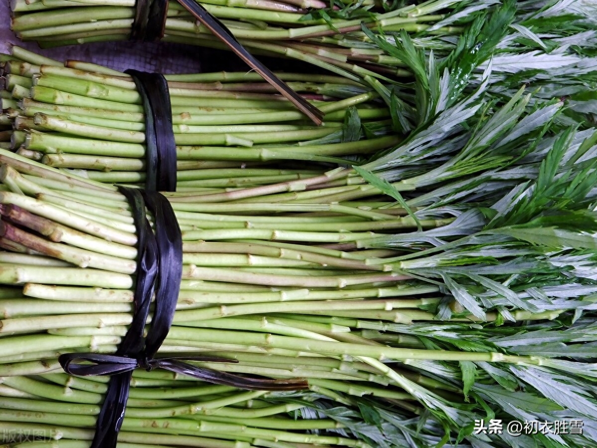 早春野菜藜蒿古诗七首（蒌蒿满地芦芽短，溟濛烟雨掐蒌蒿）