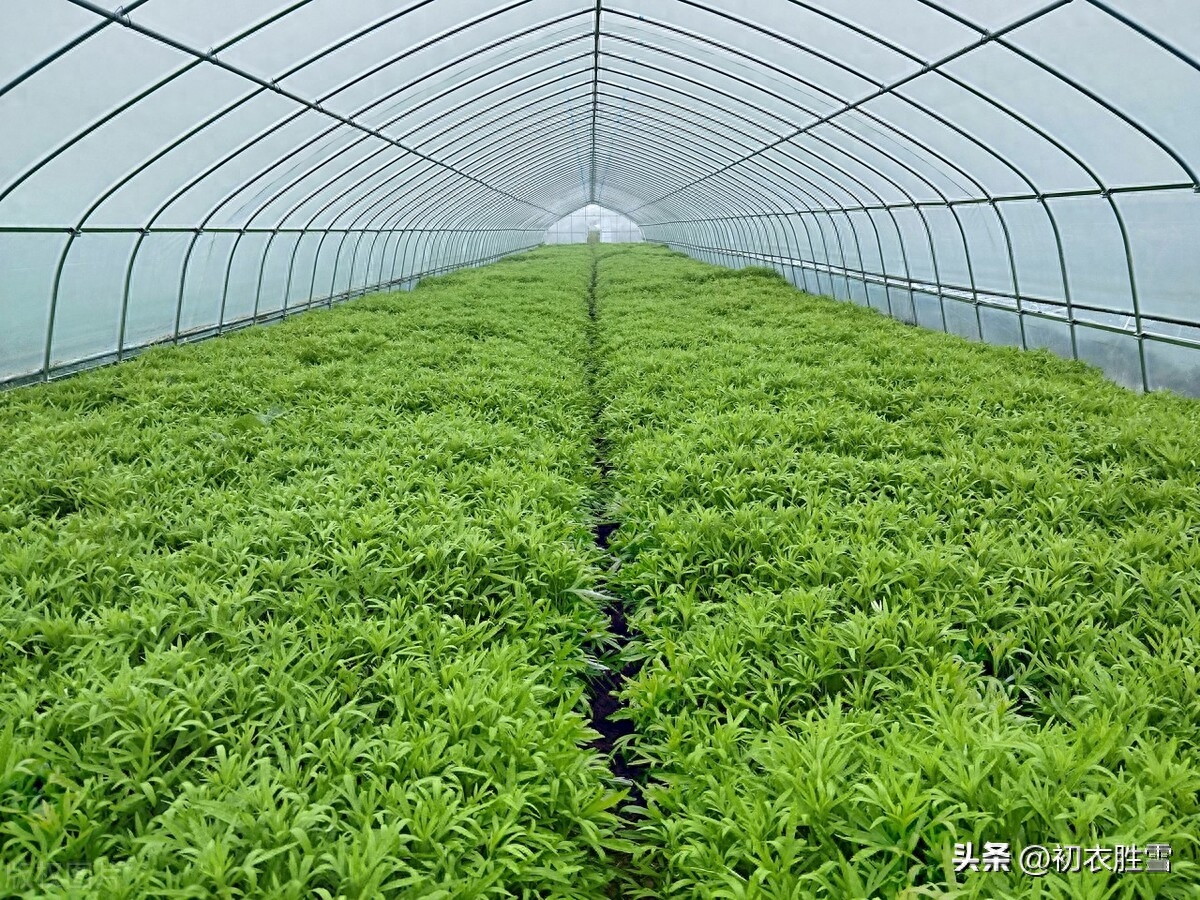 早春野菜藜蒿古诗七首（蒌蒿满地芦芽短，溟濛烟雨掐蒌蒿）