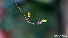 立春明丽唯美古诗五首赏析（春日一杯酒，便吟春日诗）