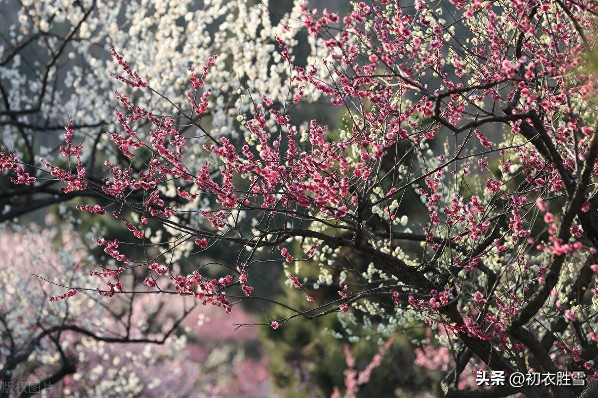 早春梅花盛开美诗七首（士女梅花插满头，十里梅花正早春）