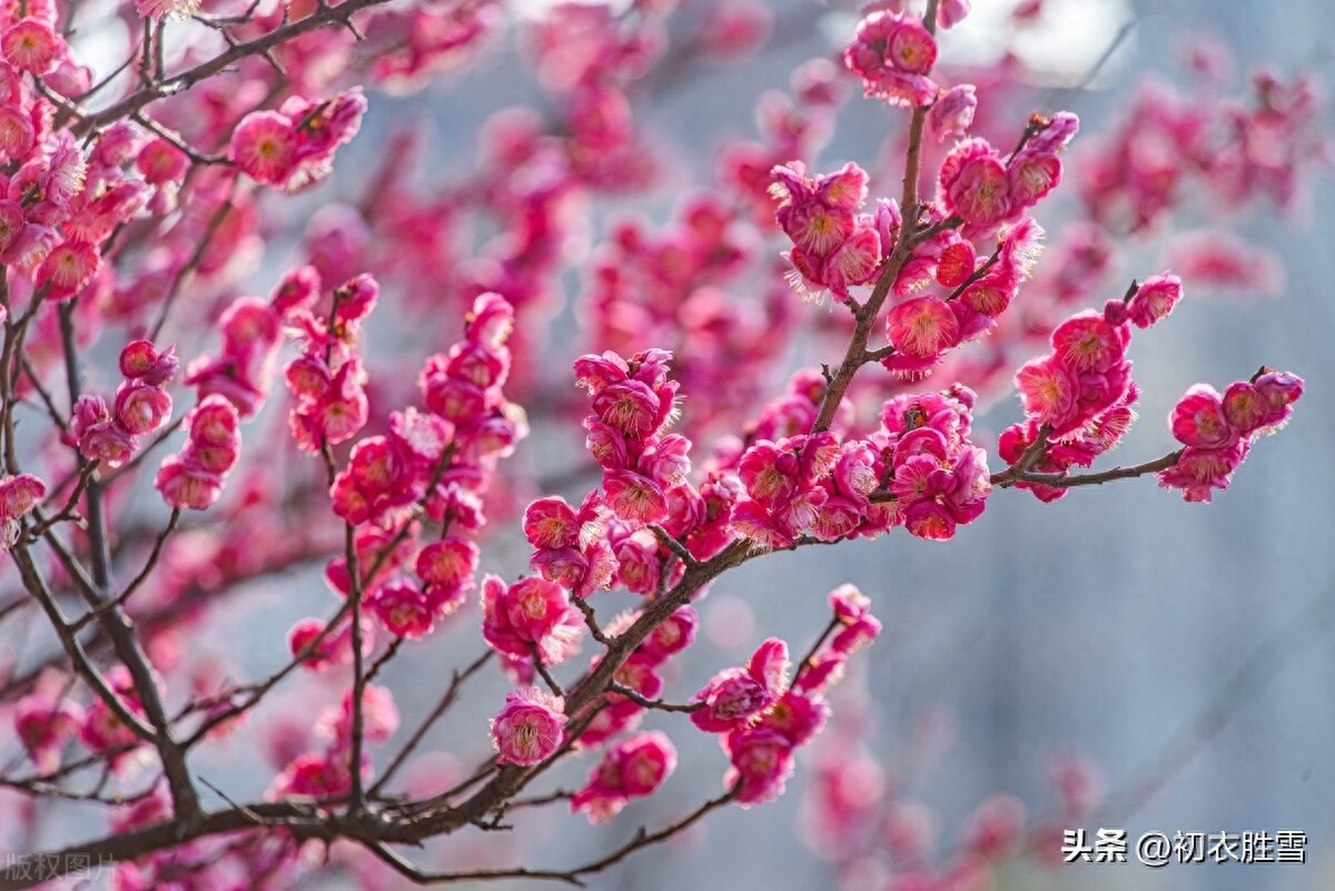 早春梅花盛开美诗七首（士女梅花插满头，十里梅花正早春）