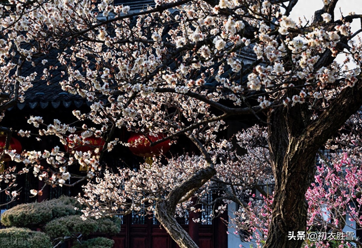 早春梅花盛开美诗七首（士女梅花插满头，十里梅花正早春）