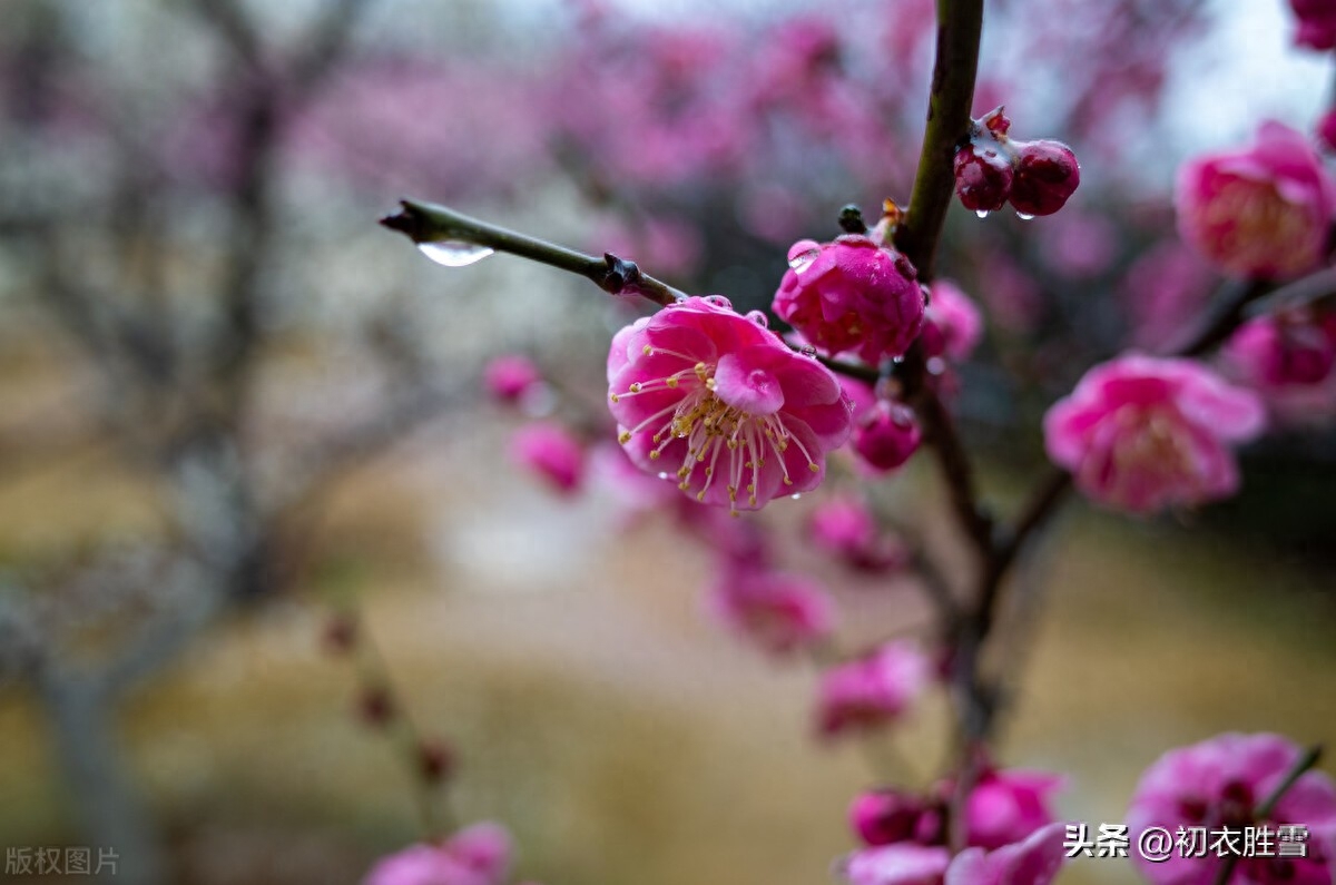 早春春雨梅花唯美古诗五首（数声春雨微中酒，绝好梅花大欠诗）