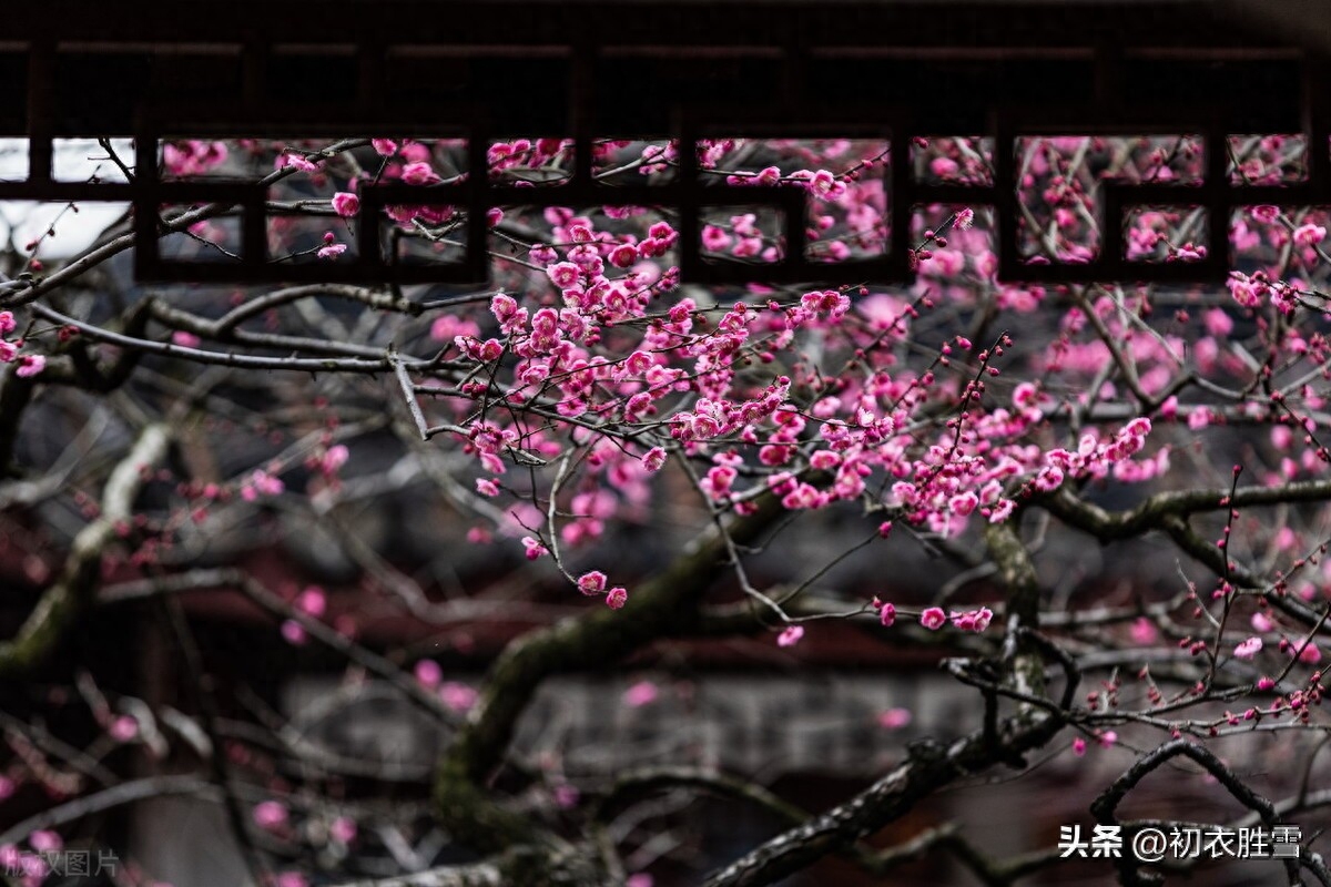 早春春雨梅花唯美古诗五首（数声春雨微中酒，绝好梅花大欠诗）