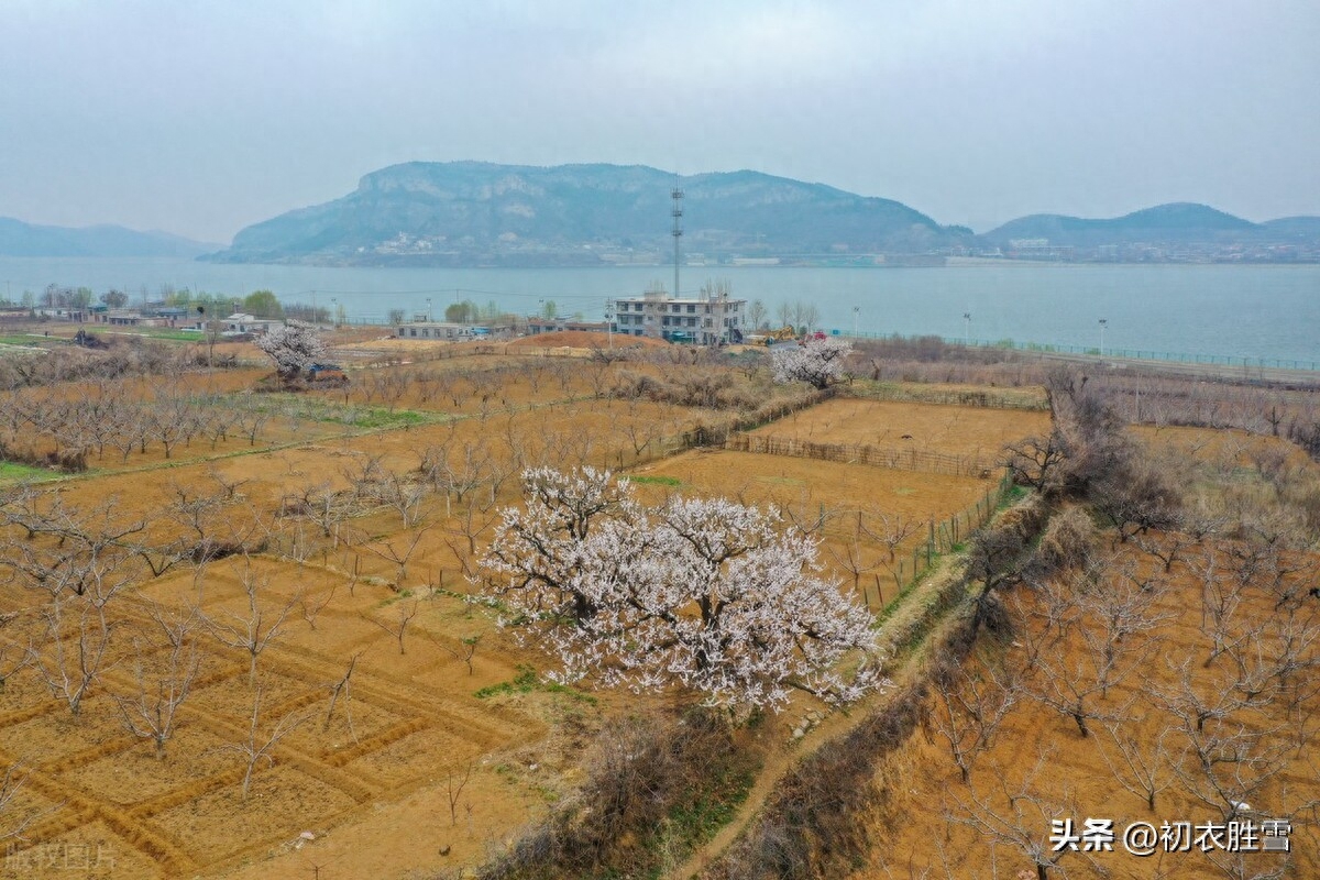 早春春雨梅花唯美古诗五首（数声春雨微中酒，绝好梅花大欠诗）