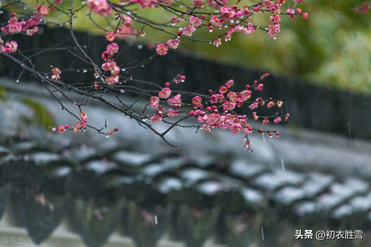 早春春雨梅花唯美古诗五首（数声春雨微中酒，绝好梅花大欠诗）