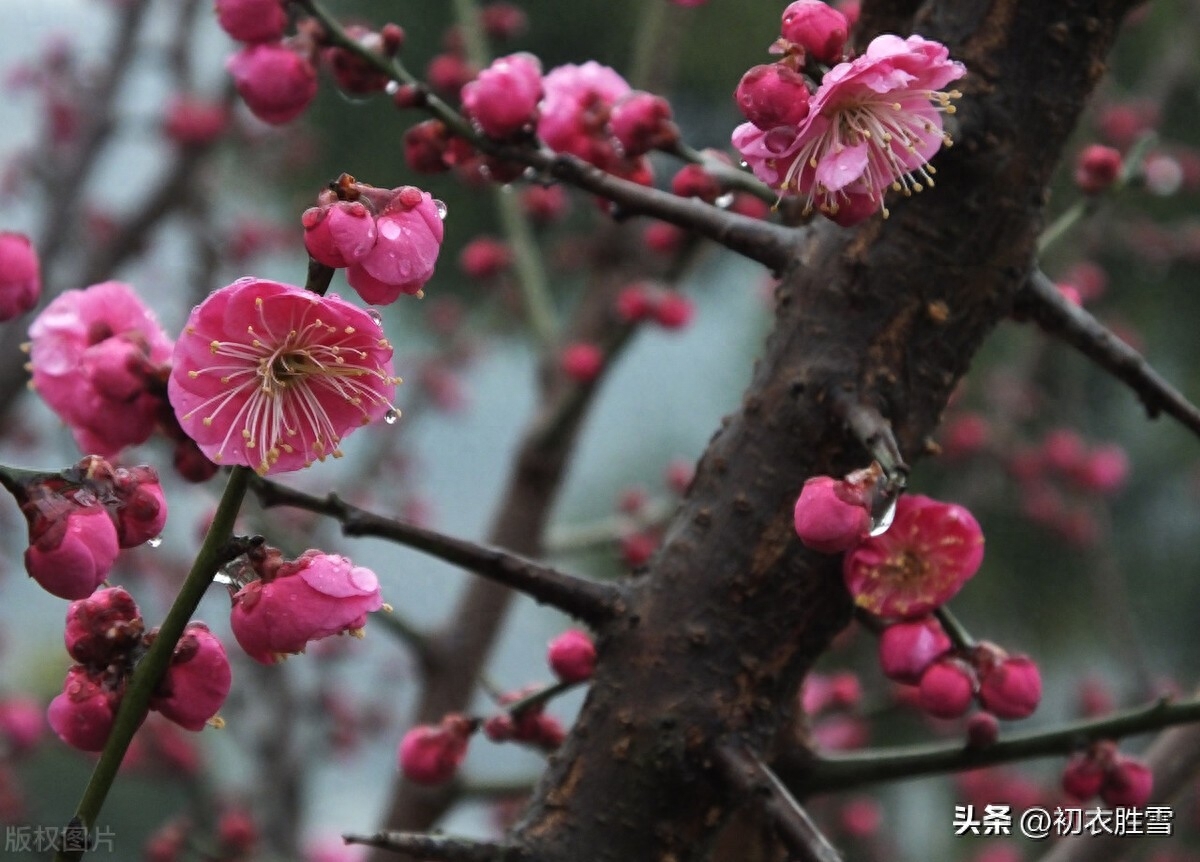 早春春雨梅花唯美古诗五首（数声春雨微中酒，绝好梅花大欠诗）