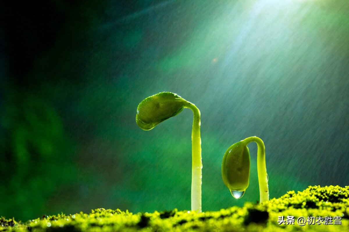 早春春雨优美诗词五首（时雨一番啼布谷，百室秋成在早春）