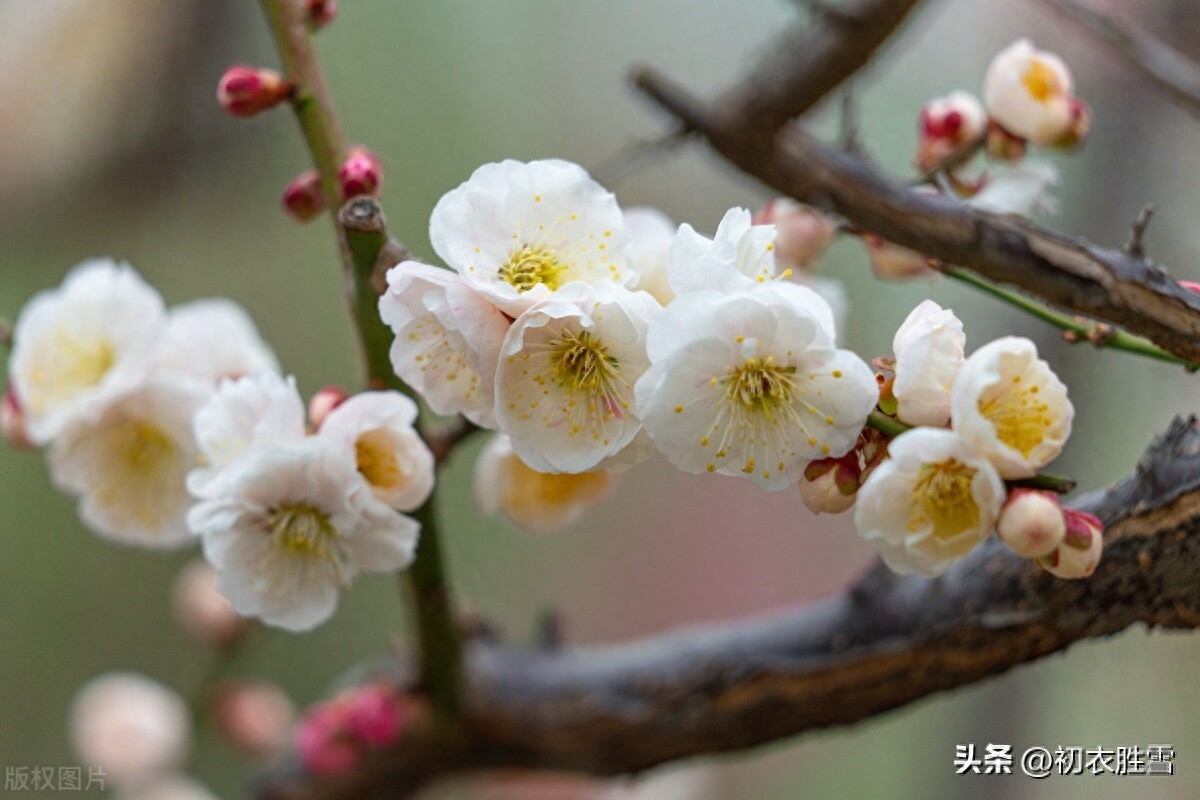 正月梅花盛放唯美古诗七首赏析（日照一团都是雪，只见花头不见枝）