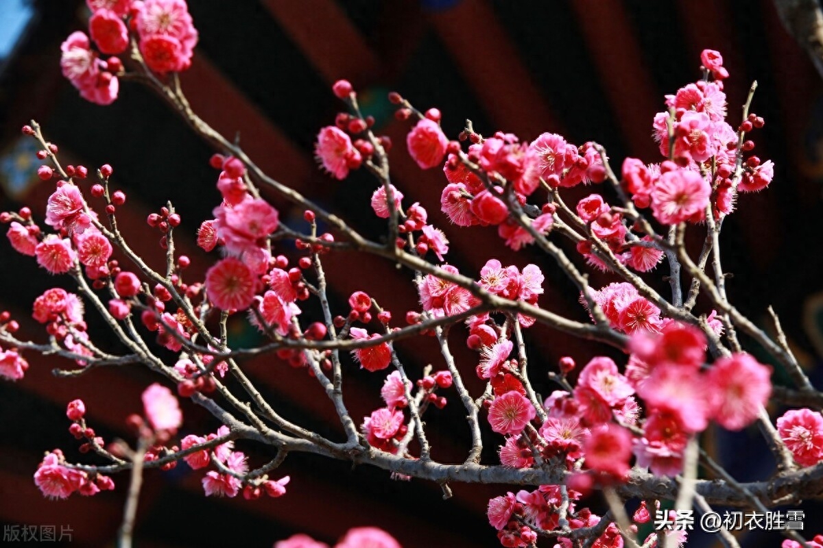 新年梅花优美古诗六首赏析（梅花开日是新年，梅花带雪过新年）