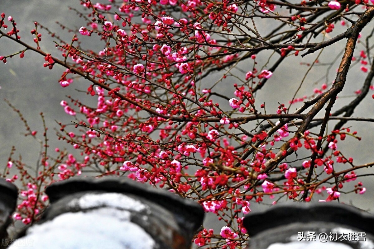 新年梅花优美古诗六首赏析（梅花开日是新年，梅花带雪过新年）