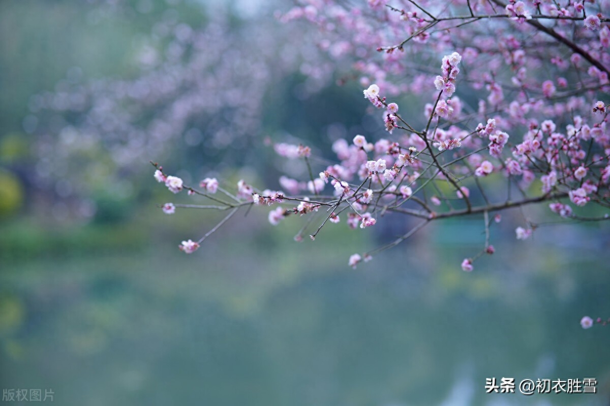 新年梅花优美古诗六首赏析（梅花开日是新年，梅花带雪过新年）