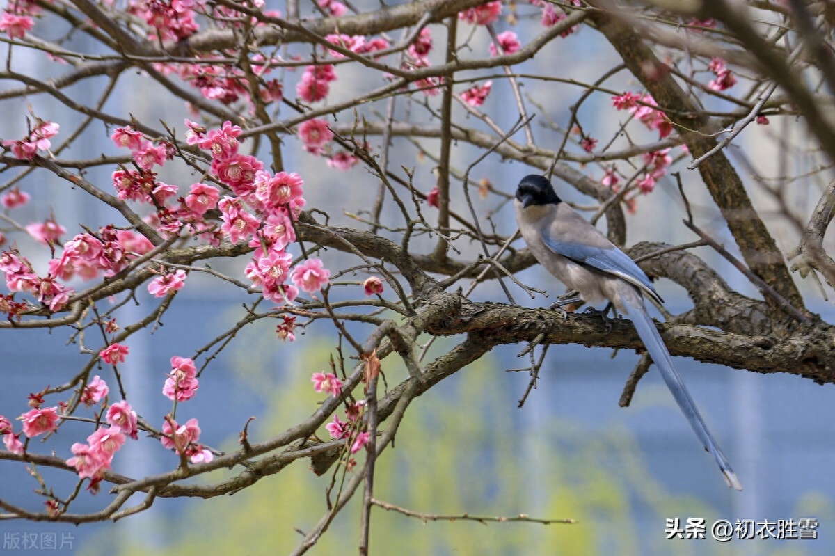 新年新春古诗七首鉴赏（岁月新更又一春，端与新年日日新）