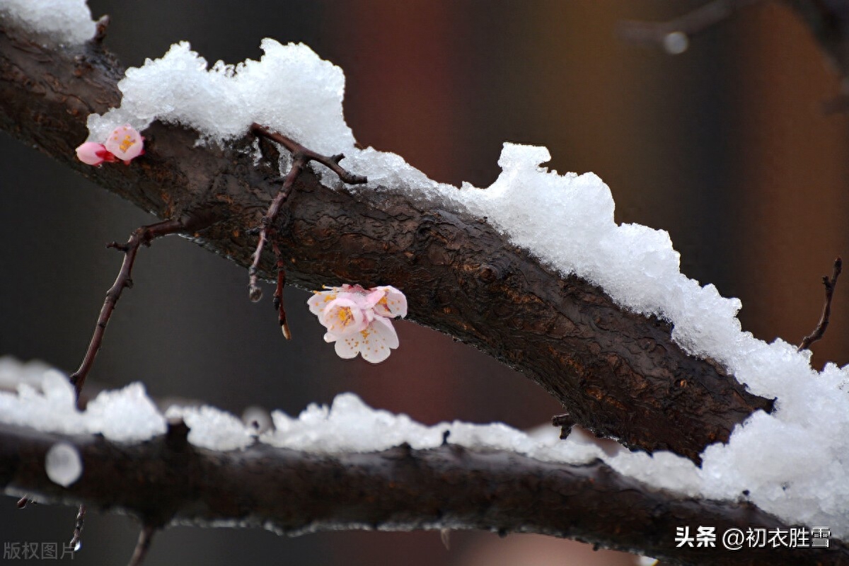 小寒节气古诗词赏析（有关小寒节气古诗）