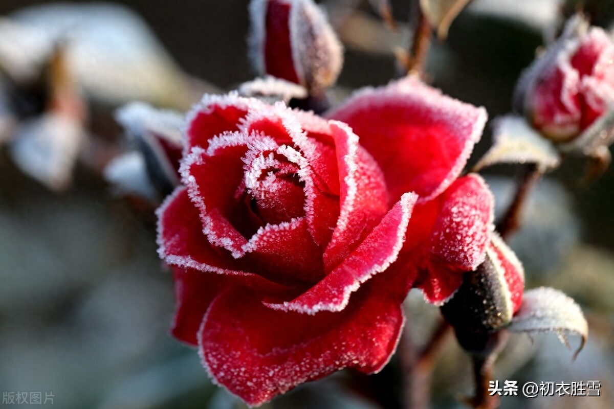 冬雪月季唯美诗词五首（对花一似坐春风，忘却今晨是季冬）