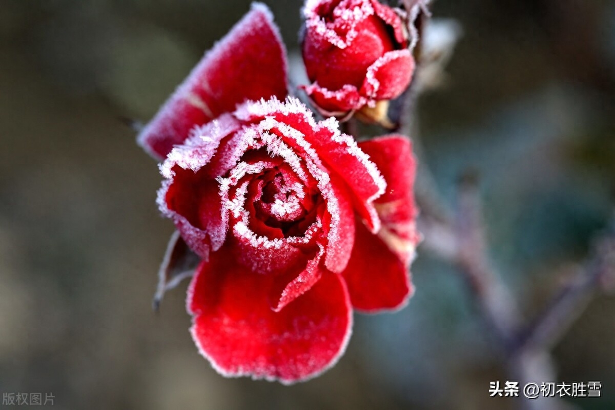 冬雪月季唯美诗词五首（对花一似坐春风，忘却今晨是季冬）