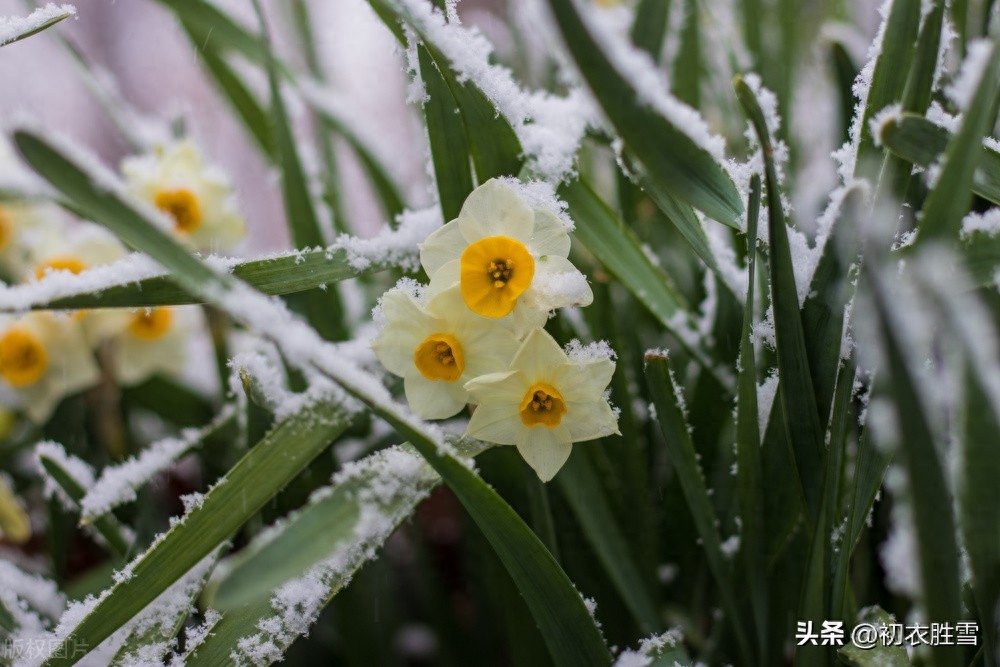 水仙优美古诗词诗六首（冬深犹有水仙花，雪打霜催更好葩）