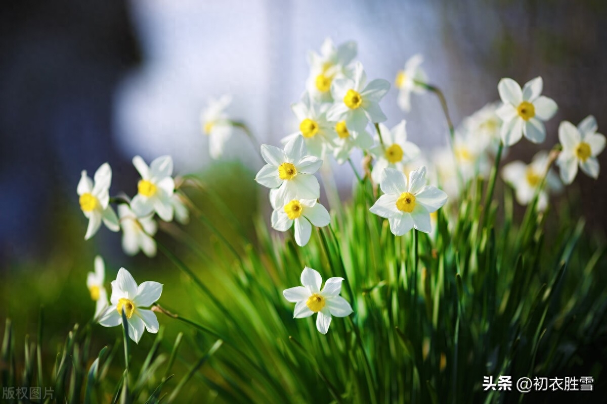 水仙优美古诗词诗六首（冬深犹有水仙花，雪打霜催更好葩）