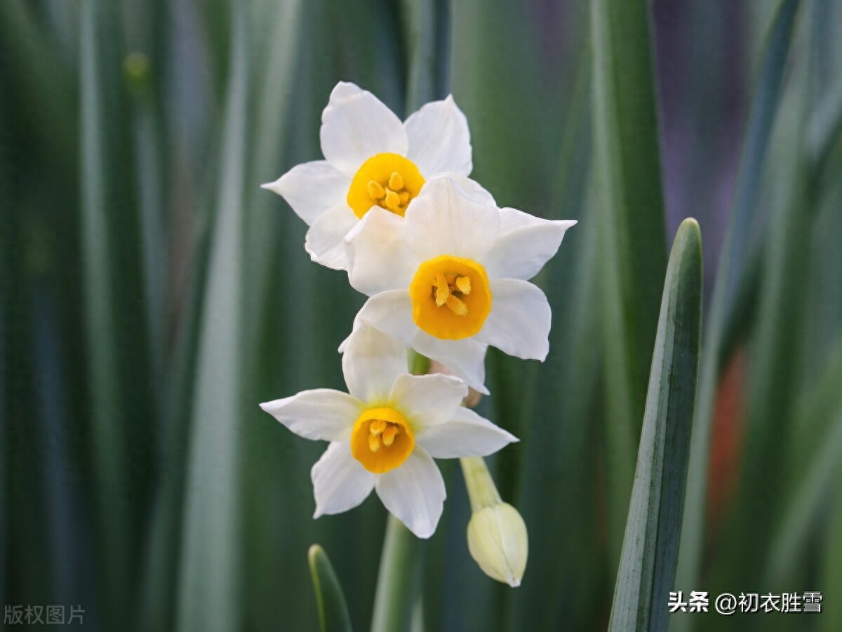 水仙优美古诗词诗六首（冬深犹有水仙花，雪打霜催更好葩）