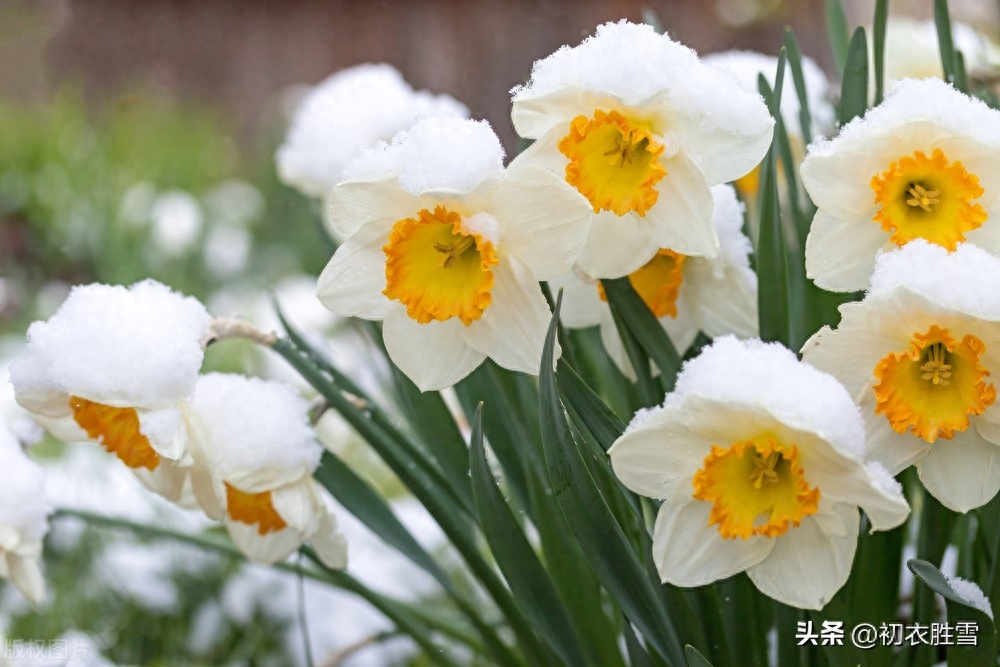 水仙优美古诗词诗六首（冬深犹有水仙花，雪打霜催更好葩）