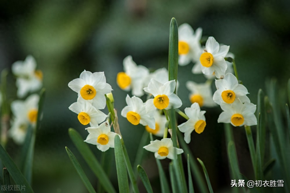 水仙优美古诗词诗六首（冬深犹有水仙花，雪打霜催更好葩）