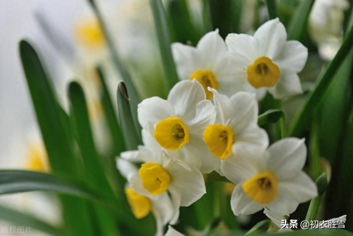 水仙优美古诗词诗六首（冬深犹有水仙花，雪打霜催更好葩）