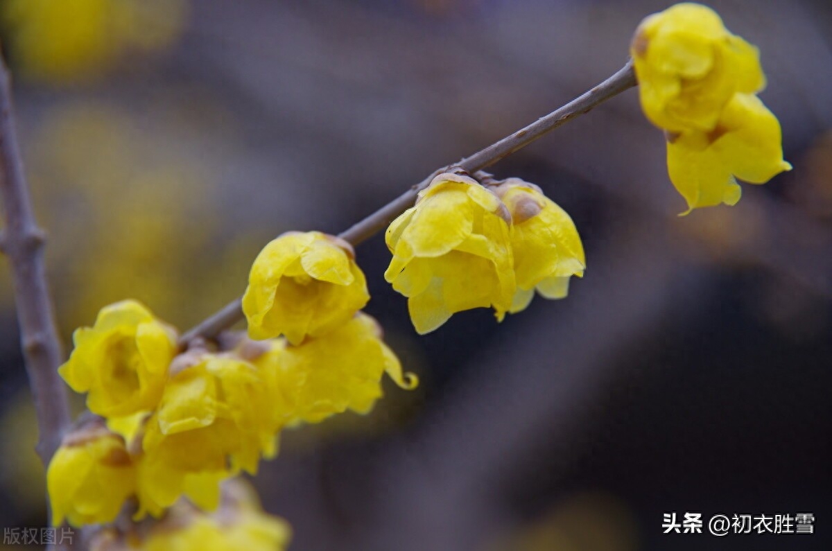 腊月腊梅优美古诗词六首（依然色尚黄，雪中开更奇）